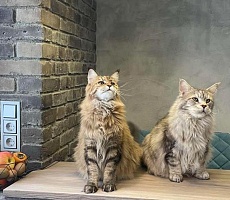 Кревский кирпич как идеальное дополнение Лофта